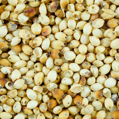 Sorghum