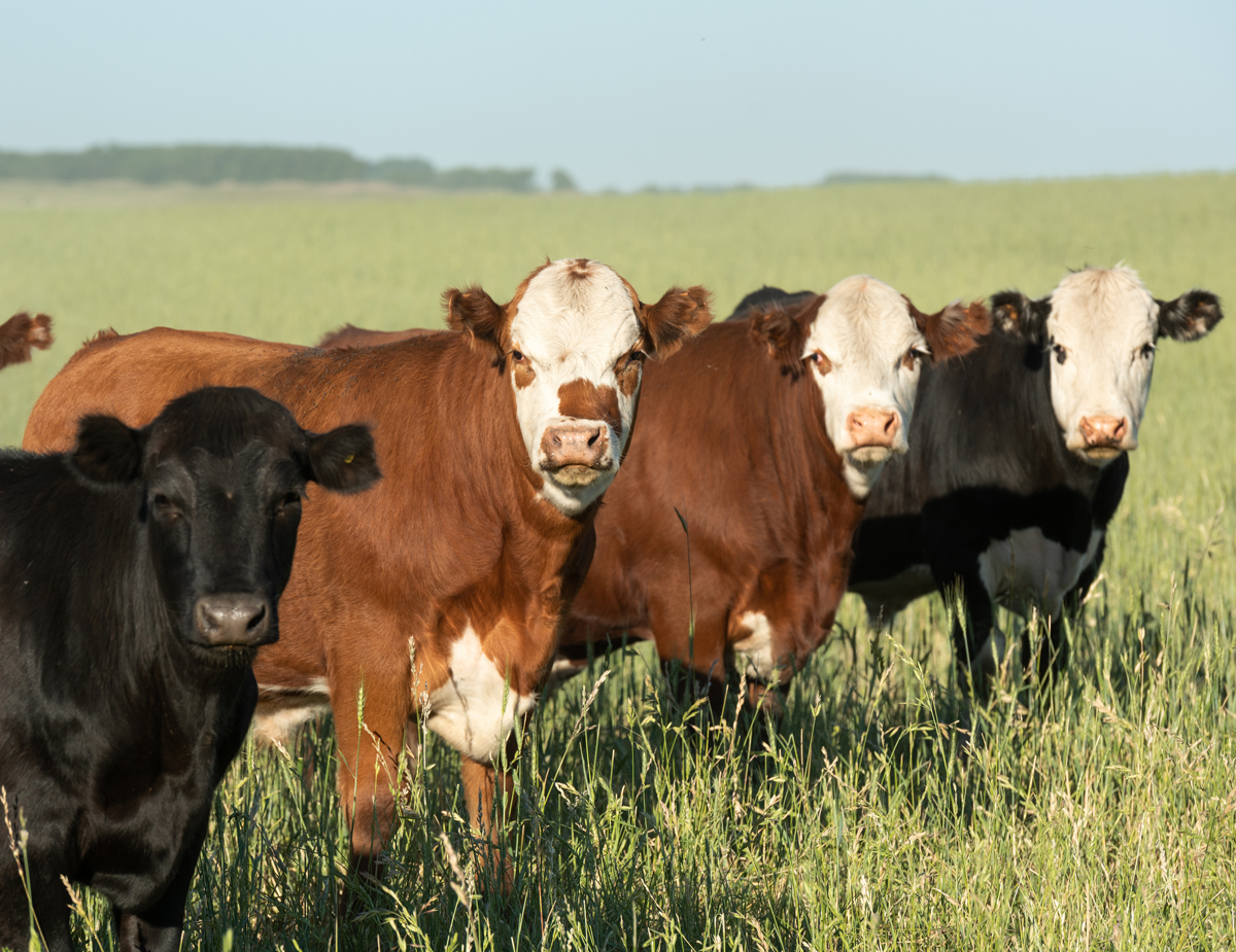 Cattle Fields