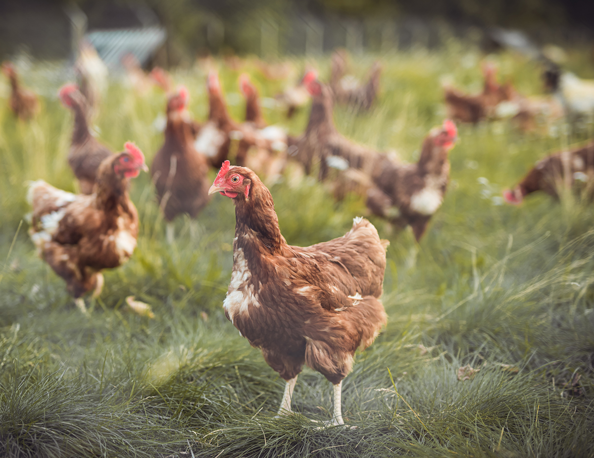 Poultry Fields