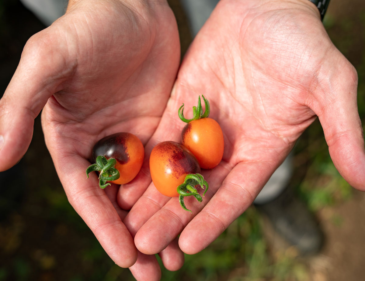 Small tomatoes from Gathering Together Farm